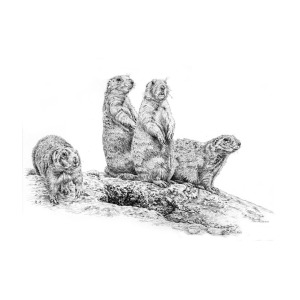 300x300 Prairie Dogs Drawing By Craig Carlson - Prairie Dog Sketch
