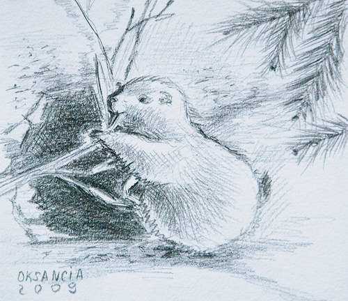 500x432 Prairie Dog Drawing Sketching - Prairie Dog Sketch