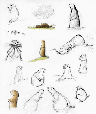 338x400 The Little Wolf Prairie Dog - Prairie Dog Sketch