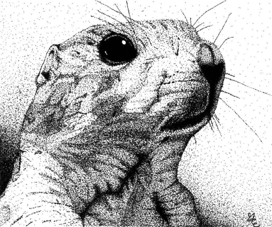 900x751 The Prairie Dog Drawing By Gregary Edwards - Prairie Dog Sketch