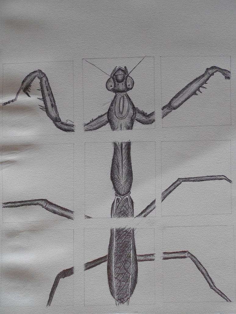 774x1032 Praying Mantis (9 Squared Shaded Sketch With Pen) By - Praying Mantis Sketch