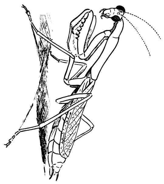 540x607 Praying Mantis Brea Shaolin Kung Fu - Praying Mantis Sketch