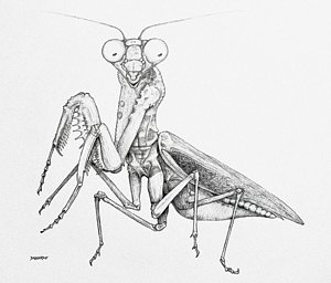 300x256 Praying Mantis Drawings Fine Art America - Praying Mantis Sketch