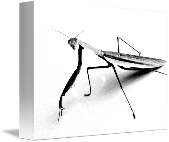 650x547 Praying Mantis Pencil Sketch By Sally Jardine - Praying Mantis Sketch