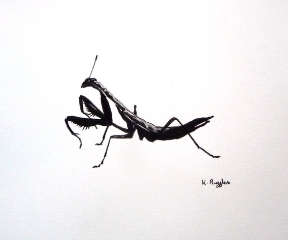 Praying Mantis Sketch at PaintingValley.com | Explore collection of ...