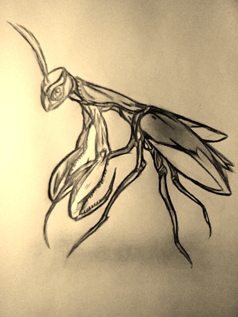 480x640 Praying Mantis Sketch By Azura Fang - Praying Mantis Sketch