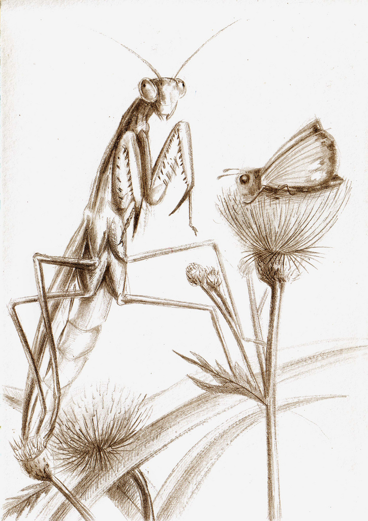 724x1024 Praying Mantis Praying Mantises Can Move Their Heads Up, - Praying Mantis Sketch