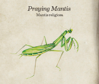 320x273 Praying Mantis Bug Book Western Exterminator - Praying Mantis Sketch