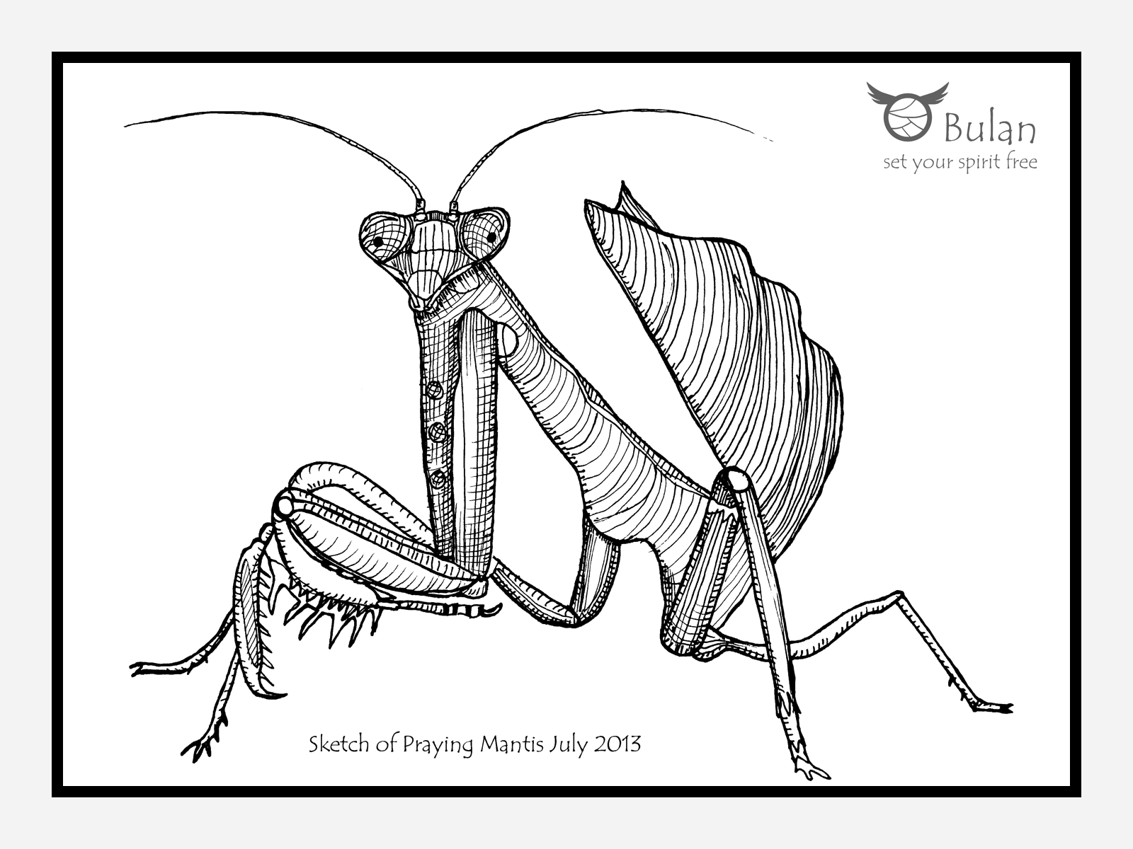 1600x1200 Sketch Of The Day 80 Praying Mantis - Praying Mantis Sketch