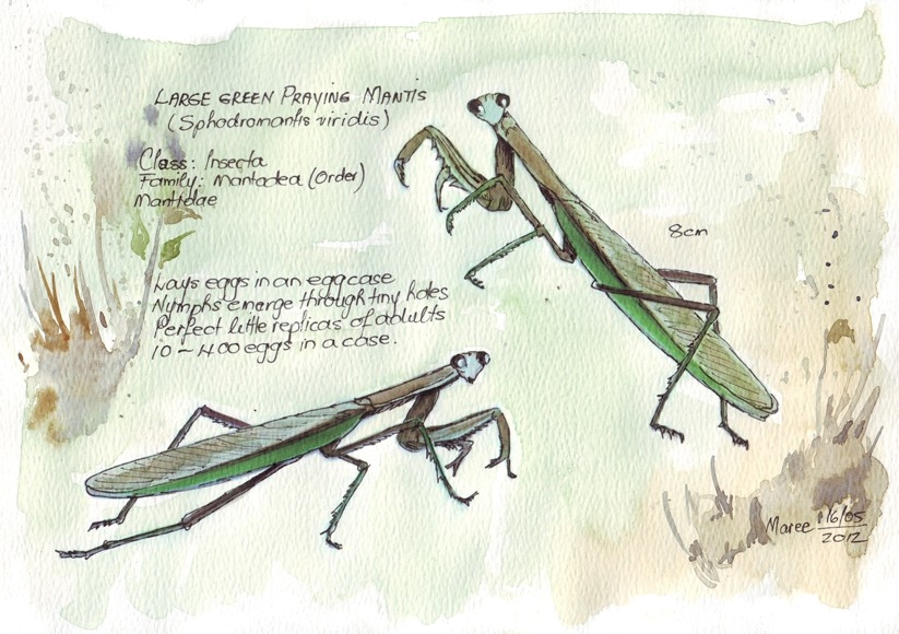 823x580 Sketching In Nature Sphodromantis Viridis - Praying Mantis Sketch
