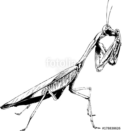 467x500 Insect A Praying Mantis Drawn In Ink By Hand Without The - Praying Mantis Sketch
