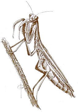 Praying Mantis Sketch At Paintingvalley.com 