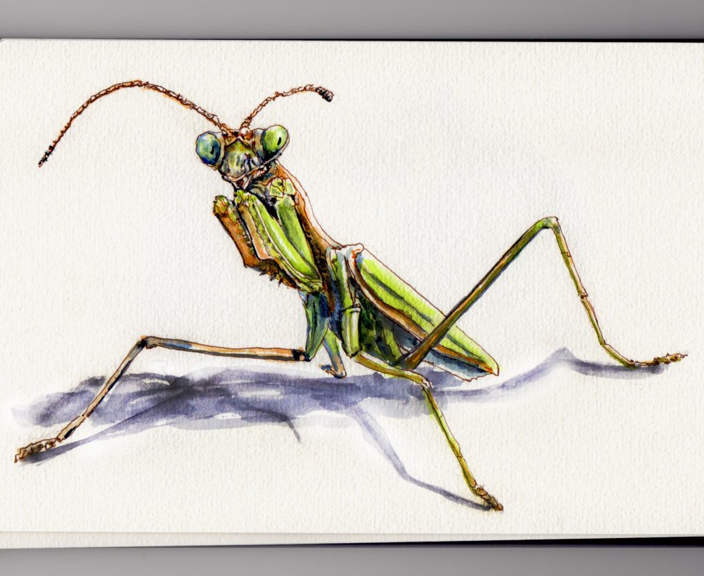 Praying Mantis Sketch at PaintingValley.com | Explore collection of ...