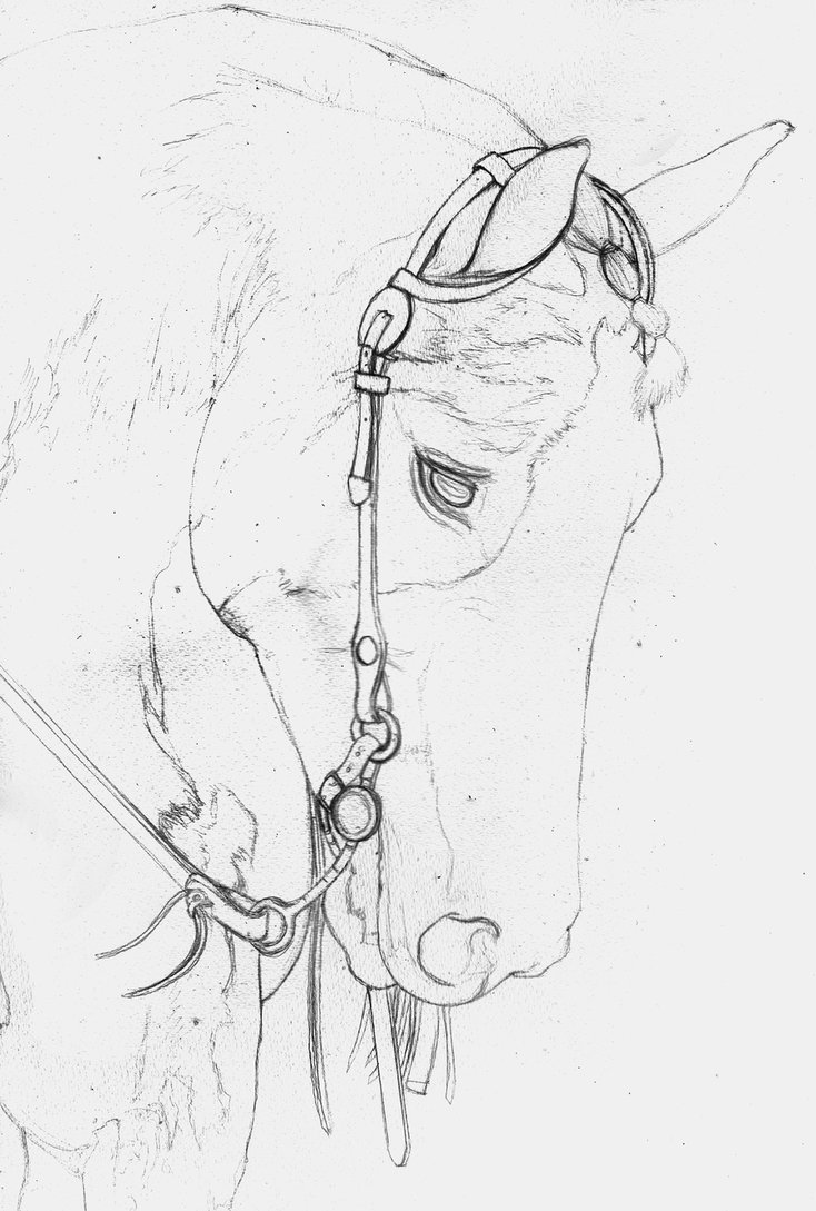 734x1089 American Paint Horse Sketch By Yankeestyle94 - Pre Sketch