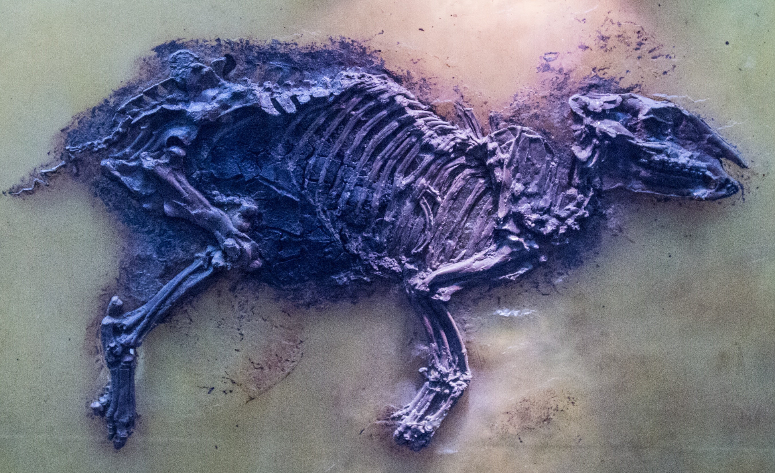 2707x1654 Free Images Animal, Museum, Ancient, Blue, Art, Sketch, Drawing - Prehistoric Sketch