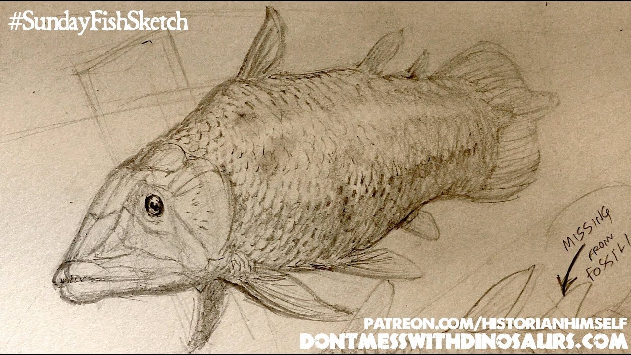 1280x720 How To Sketch A Prehistoric Coelacanth Fish - Prehistoric Sketch