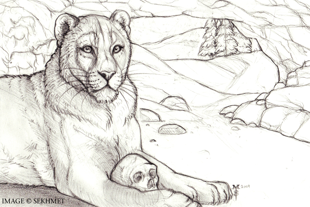 1000x667 Cave Lion (Prehistoric Times Magazine Sketch - Prehistoric Sketch
