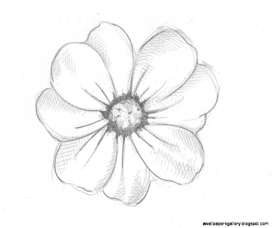 957x803 Drawn Flower Pencil Easy - Pretty Flower Sketches