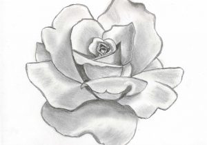 300x210 Pretty Flower Drawing Pretty Flowers To Draw Rose Flower Drawing - Pretty Flower Sketches