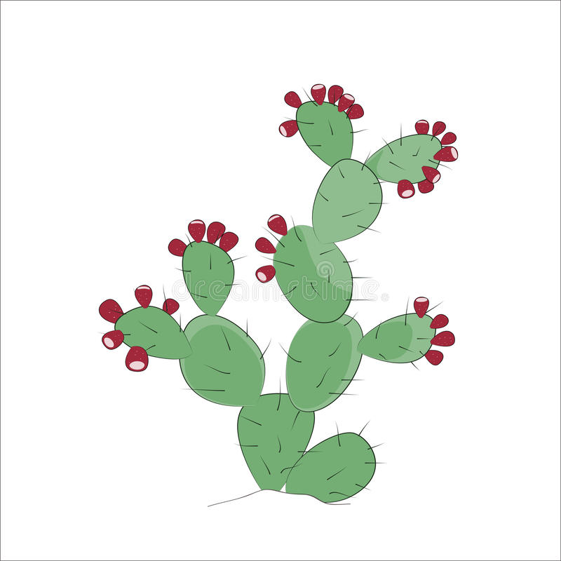 800x800 Gallery Drawings Of Prickly Pear Cactus, - Prickly Pear Sketch