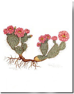 293x374 Gallery Iii Of Colored Pencil Botanical Drawings Of Pear Cactus - Prickly Pear Sketch