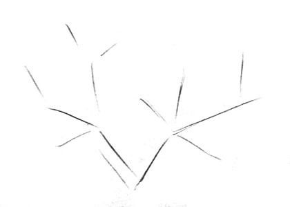 420x300 How To Draw A Cactus - Prickly Pear Sketch