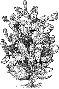 226x340 Illustration Cactus Prickly Pear Cactus Stock Art Illustration - Prickly Pear Sketch