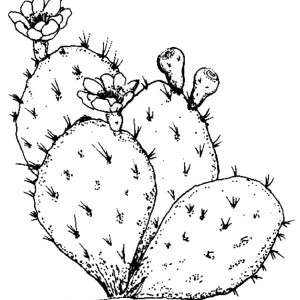 300x300 Prickly Pear Cactus Coloring - Prickly Pear Sketch