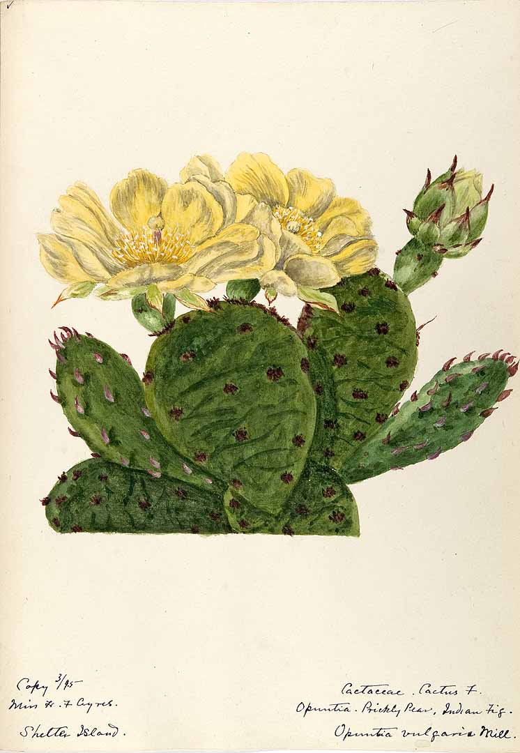 Prickly Pear Sketch at Explore collection of
