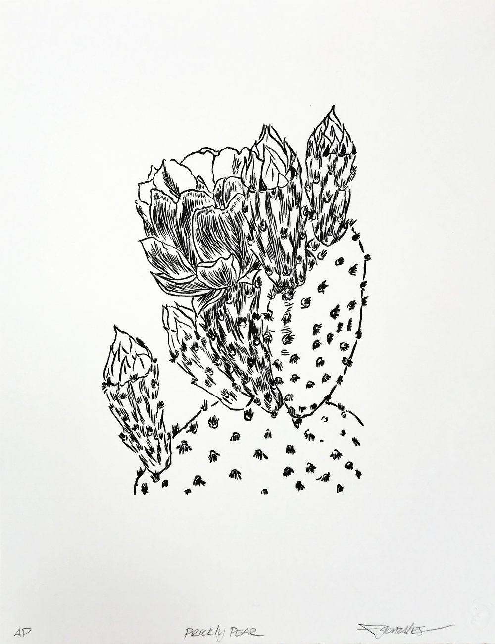 1000x1301 Prickly Pear - Prickly Pear Sketch