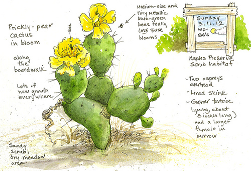 500x342 Sketching In Nature Prickly Pear In Bloom - Prickly Pear Sketch