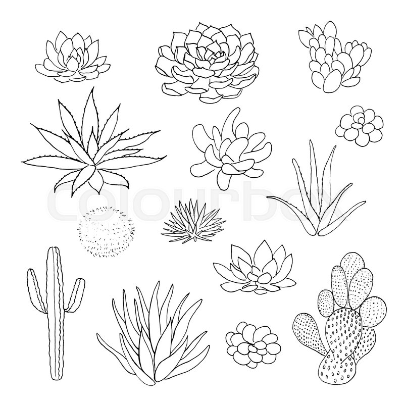 800x800 Succulent Cactus Collection. Agava, Pita, Aloe, Gastraea - Prickly Pear Sketch