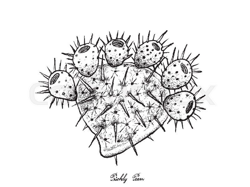 800x600 Tropical Fruits, Illustration Of Hand Drawn Sketch Ripe And Sweet - Prickly Pear Sketch