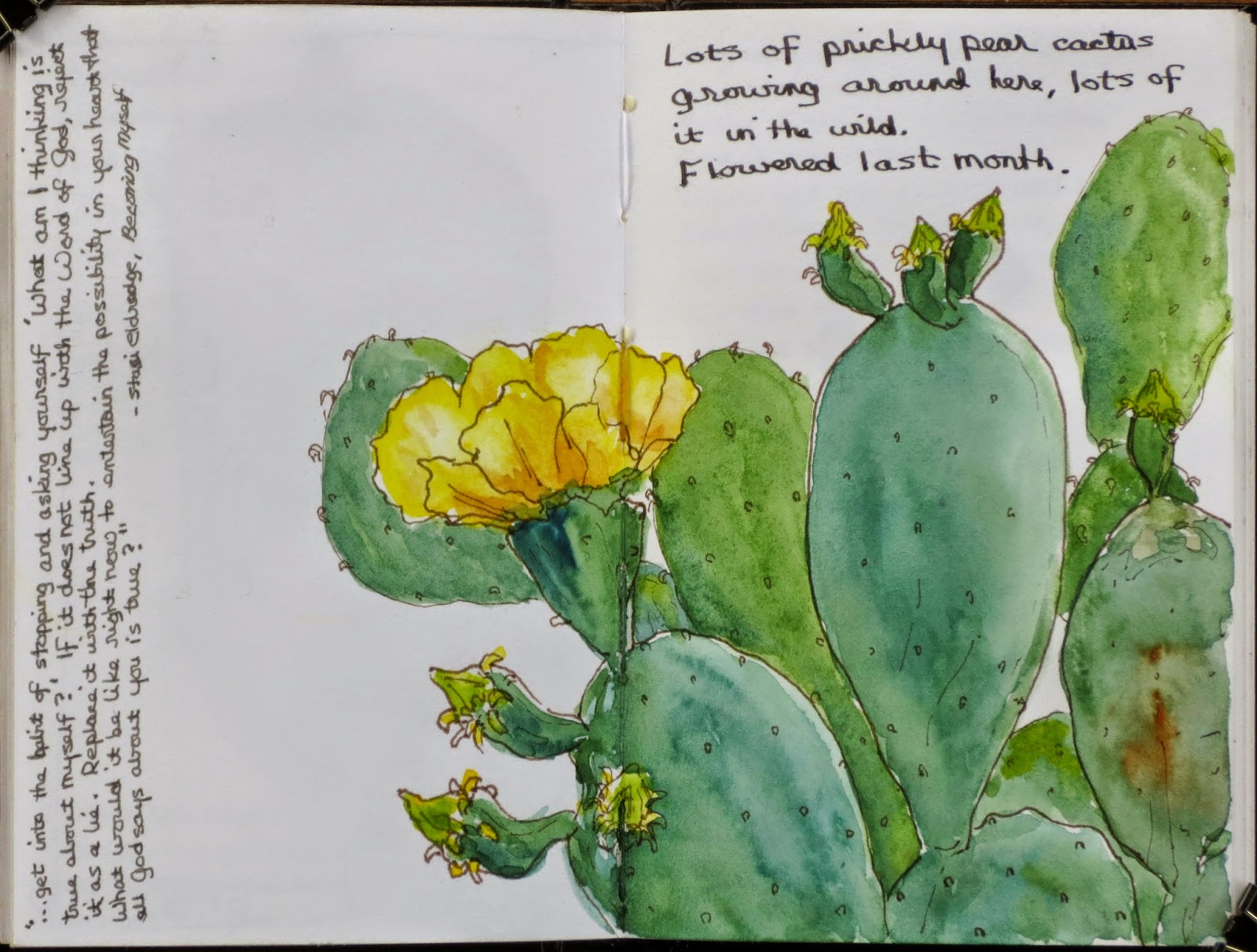 1600x1212 Vicky L. Williamson A T.a.r.d.i.s., Prickly Pear, And A Wee Lego - Prickly Pear Sketch