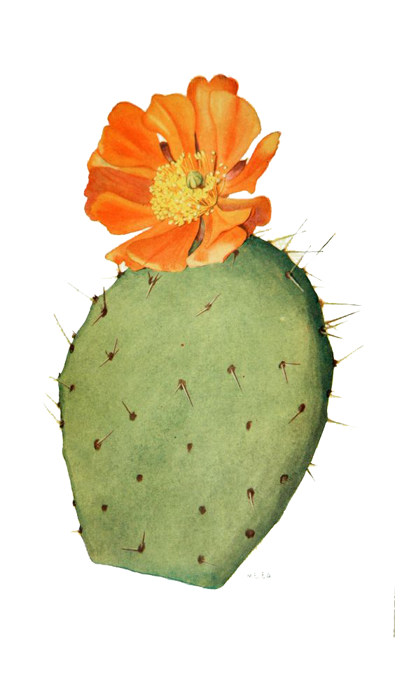 564x991 Collection Of Free Cactus Drawing Prickly Pear. Download On Ubisafe - Prickly Pear Sketch