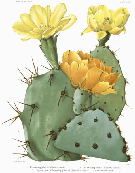 469x600 Desert Clipart Prickly Pear - Prickly Pear Sketch