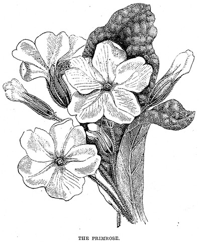 396x482 Fileblack And White Primrose Drawing.jpg - Primrose Sketch