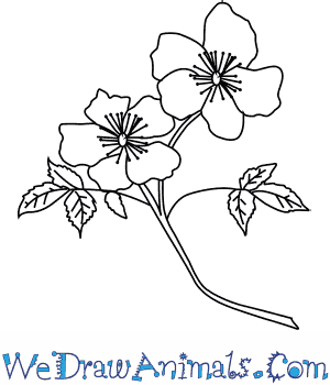 300x350 How To Draw A Primrose Flower - Primrose Sketch