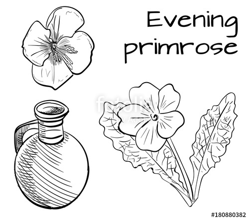 500x442 Medical Herbs Evening Primrose. Hand Drawn Vector Illustration - Primrose Sketch