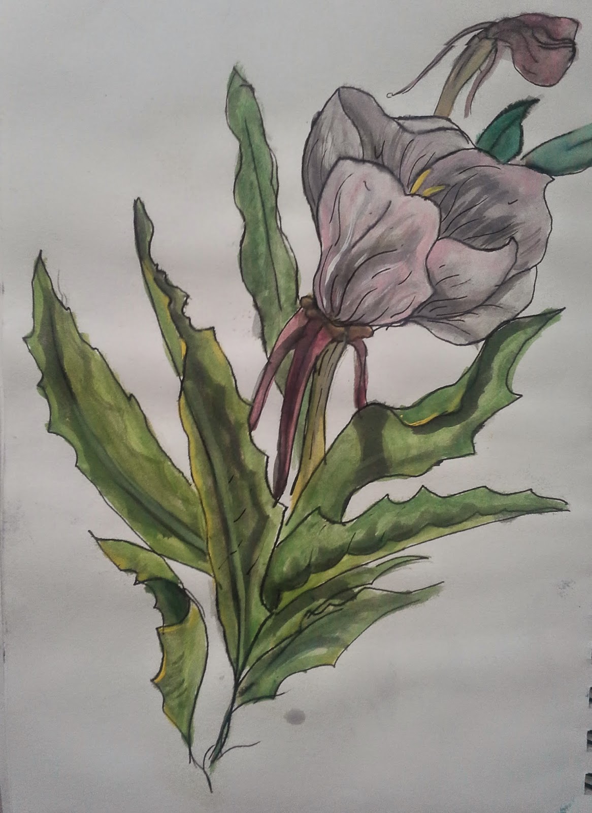 1166x1600 Sketch Of The Week Primrose - Primrose Sketch