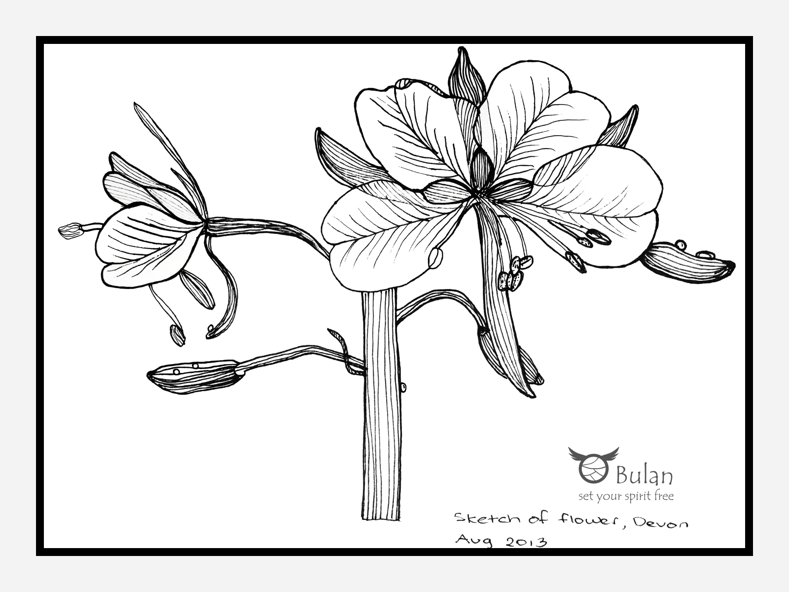 1600x1200 Sketch Of The Day No 108 Evening Primrose Flower In - Primrose Sketch
