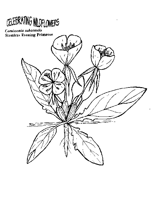 504x681 Umatilla National Forest - Primrose Sketch