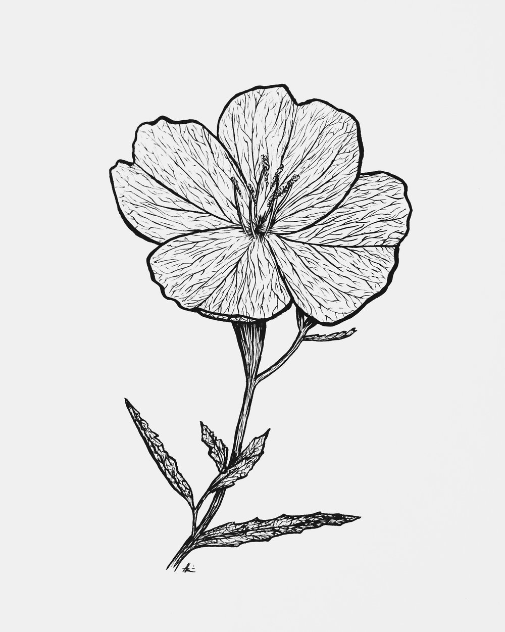 1000x1251 Pink Primrose Ceilidh - Primrose Sketch