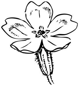 275x300 Primrose Sketch - Primrose Sketch