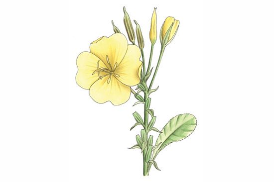 На рисунках изображены две формы растения энотеры. Приведите примеры ростовых движений растений. Наследственная изменчивость у растений. Энотера мутации. Энотера вектор.