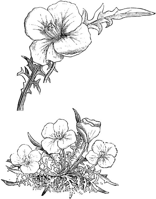 503x640 Collection Of Free Divested Clipart Evening Primrose. Download On - Primrose Sketch