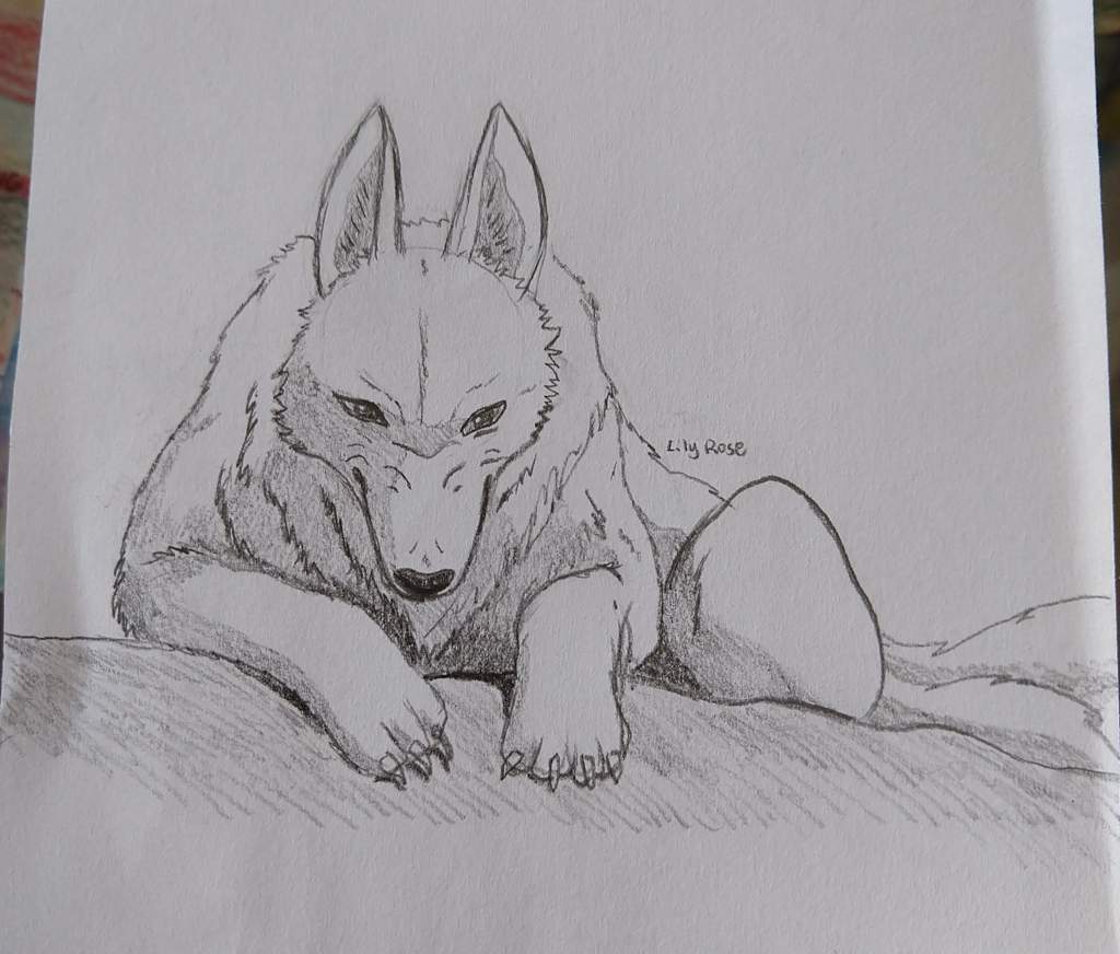 1024x872 Moro Sketch (From Princess Mononoke) Studio Ghibli Amino - Princess Mononoke Sketch