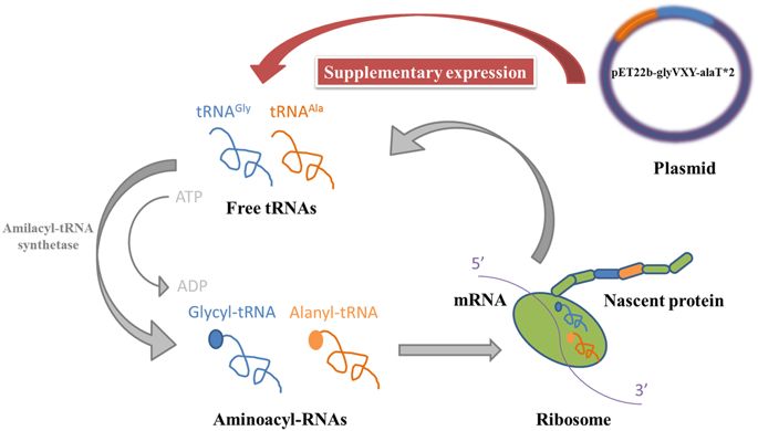 685x390 Metabolic Engineering For Recombinant Major Ampullate Spidroin 2 - Protein Sketch