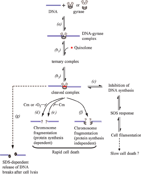 479x590 Sketch Of Dimerized Gyra59 Fragment With Dna And Protein Gates - Protein Sketch
