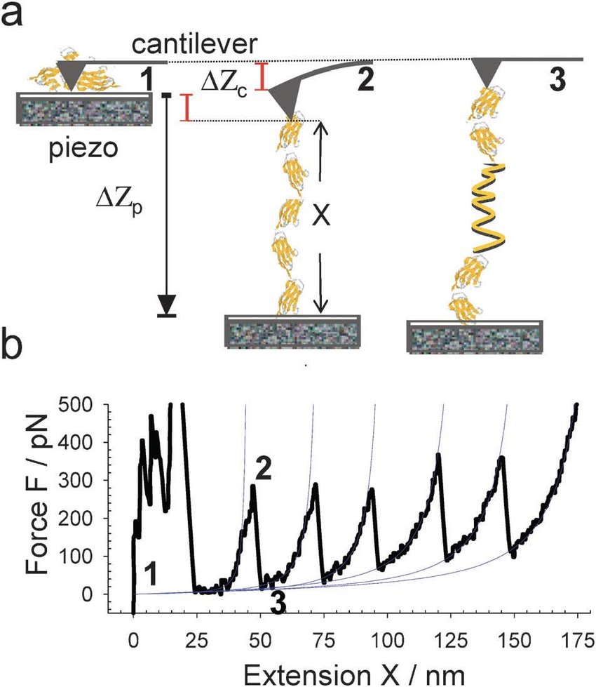 850x979 A Sketch Of The Experimental Setup In An Afm Experiment With A - Protein Sketch